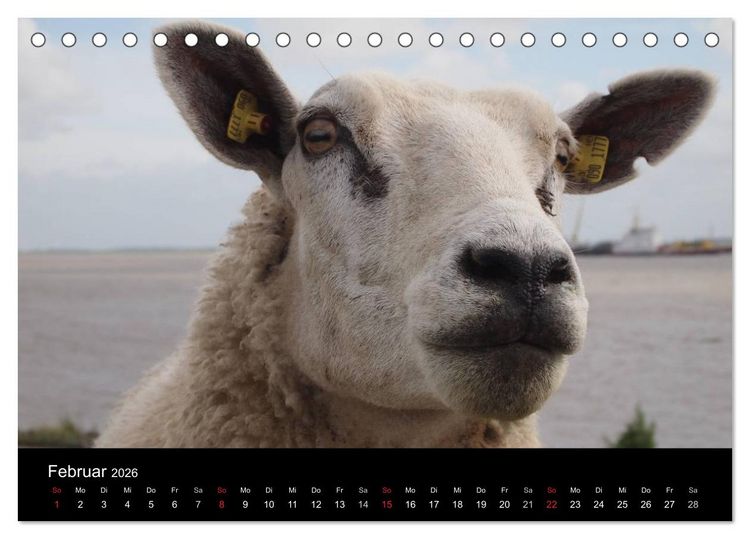 Produktbild: Schafe in Dithmarschen (Tischkalender 2026 DIN A5 quer), CALVENDO Monatskalender