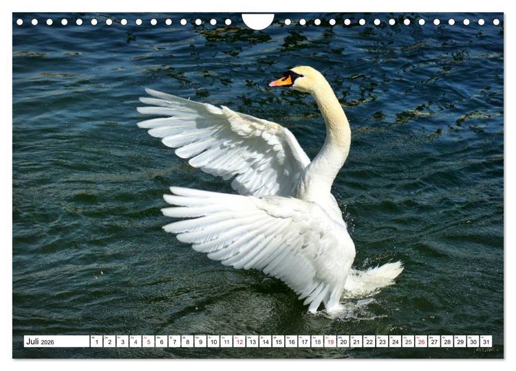Produktbild: Elegante Schw&auml;ne (Wandkalender 2026 DIN A4 quer), CALVENDO Monatskalender