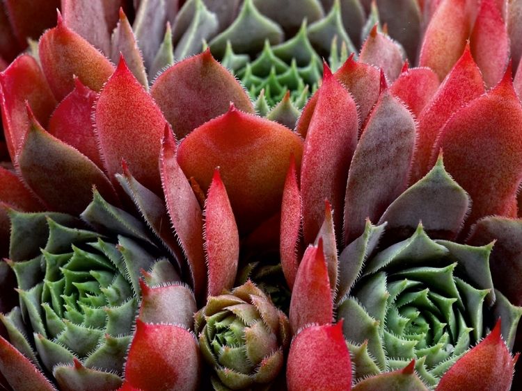 Produktbild: CALVENDO Puzzle Sempervivum Feldmeier | 1000 Teile Lege-Gr&ouml;&szlig;e 64x48cm Foto-Puzzle f&uuml;r gl&uuml;ckliche Stunden