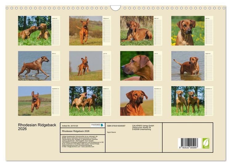 Produktbild: Rhodesian Ridgeback 2026 (Wandkalender 2026 DIN A3 quer), CALVENDO Monatskalender