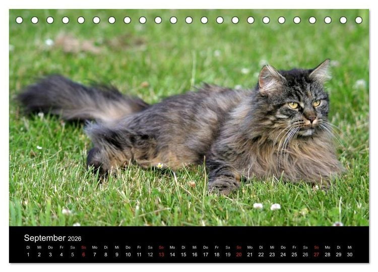 Produktbild: Freig&auml;nger - Hauskatzen unterwegs (Tischkalender 2026 DIN A5 quer), CALVENDO Monatskalender