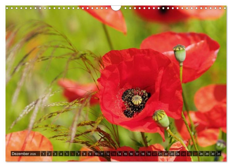 Produktbild: Farbtupfer auf sommerlichen Feldern - Mohn und Kornblumen (Wandkalender 2026 DIN A3 quer), CALVENDO Monatskalender