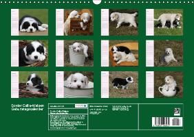 Produktbild: Border Collie-Welpen Geburtstagskalender (Wandkalender immerw&auml;hrend DIN A3 quer)