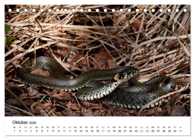 Produktbild: Heimische Tierwelt (Tischkalender 2026 DIN A5 quer), CALVENDO Monatskalender