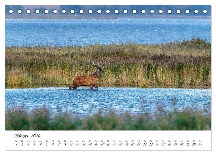 Produktbild: Mein Fischland! Unterwegs auf dem Dar&szlig; (Tischkalender 2026 DIN A5 quer), CALVENDO Monatskalender