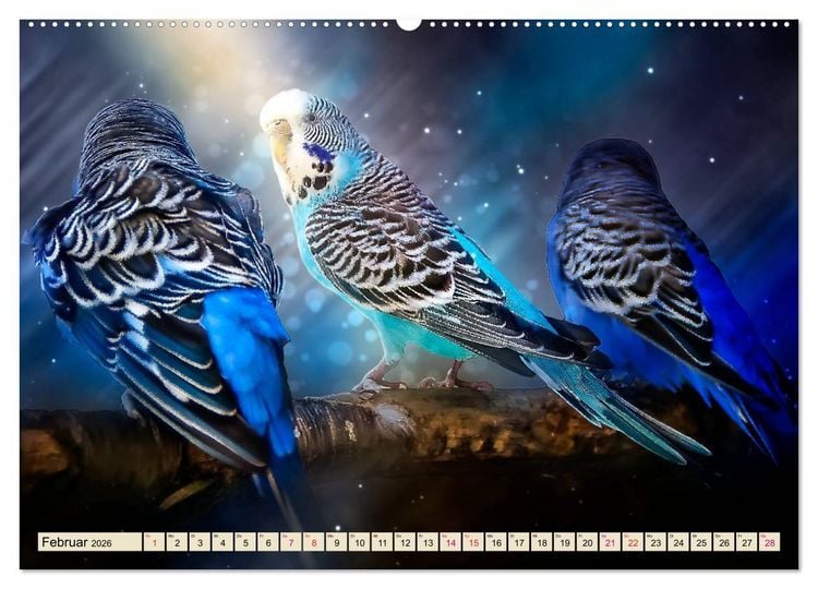 Produktbild: Wundersch&ouml;ner Wellensittich (hochwertiger Premium Wandkalender 2026 DIN A2 quer), Kunstdruck in Hochglanz