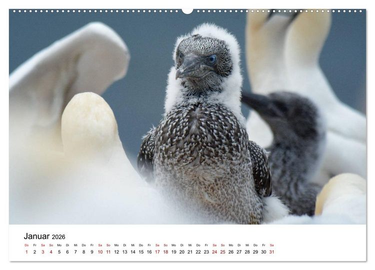 Produktbild: Mitreisekalender 2026 Helgoland (Wandkalender 2026 DIN A2 quer), CALVENDO Monatskalender