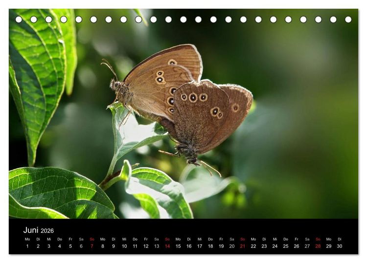 Produktbild: Heimische Schmetterlinge (Tischkalender 2026 DIN A5 quer), CALVENDO Monatskalender