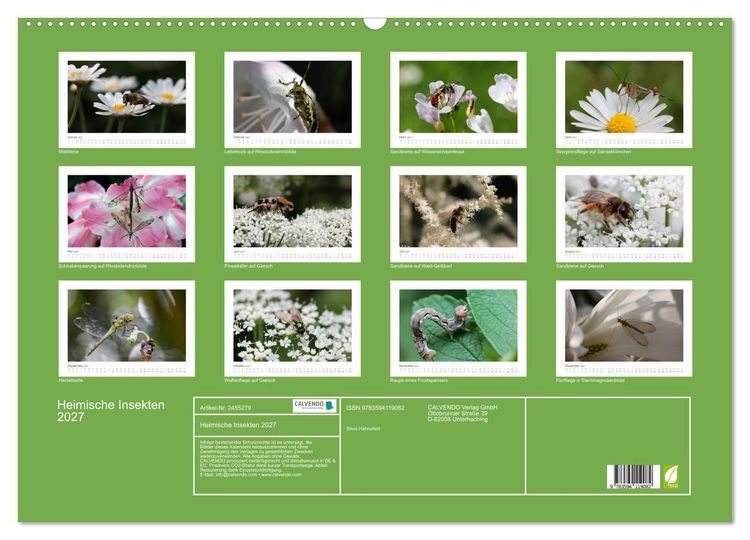 Produktbild: Heimische Insekten 2027 (Wandkalender 2027 DIN A2 quer), CALVENDO Monatskalender