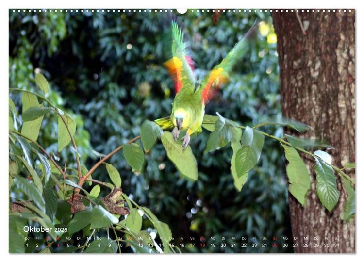 Produktbild: Blaustirnamazonen - Papageien in Paraguay (Wandkalender 2026 DIN A2 quer), CALVENDO Monatskalender