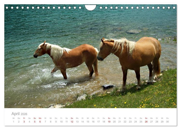 Produktbild: Pferde - In nat&uuml;rlicher Umgebung (Wandkalender 2026 DIN A4 quer), CALVENDO Monatskalender