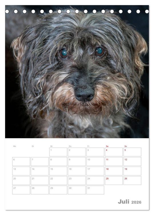 Produktbild: Dackelportraits (Tischkalender 2026 DIN A5 hoch), CALVENDO Monatskalender