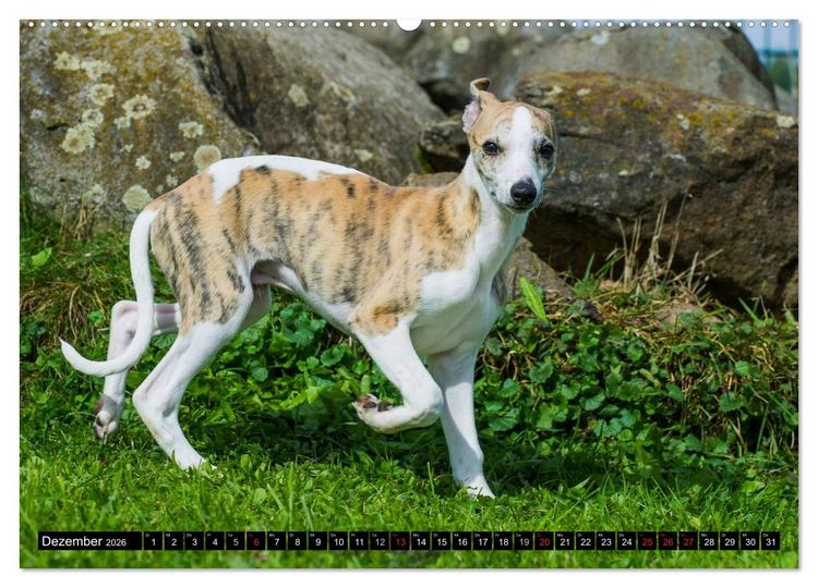 Produktbild: Schnell wie der Wind - Whippet (Wandkalender 2026 DIN A2 quer), CALVENDO Monatskalender