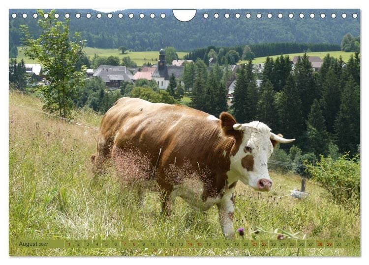 Produktbild: Schwarzwald-K&uuml;he - Die Hinterw&auml;lder (Wandkalender 2027 DIN A4 quer), CALVENDO Monatskalender