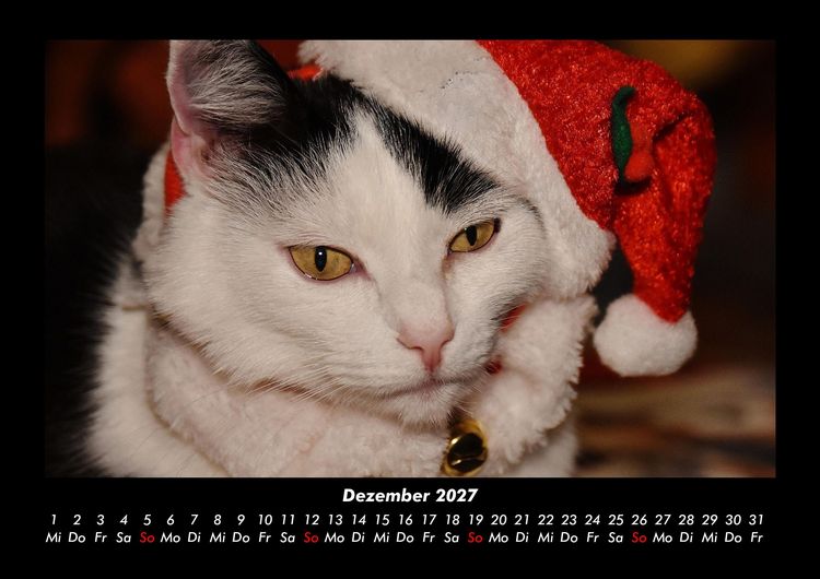 Produktbild: F&uuml;r Katzenfreunde 2027 Fotokalender DIN A3