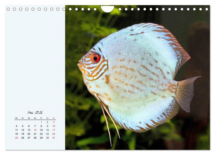 Produktbild: Diskusfische. Die bezaubernden Lieblinge vieler Aquarianer (Wandkalender 2026 DIN A4 quer), CALVENDO Monatskalender