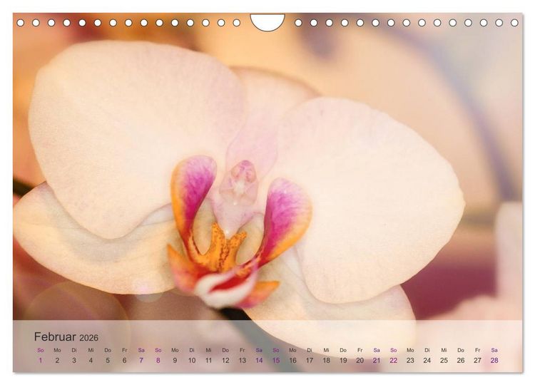 Produktbild: Phalaenopsis - die zauberhafte Welt der Orchideen (Wandkalender 2026 DIN A4 quer), CALVENDO Monatskalender