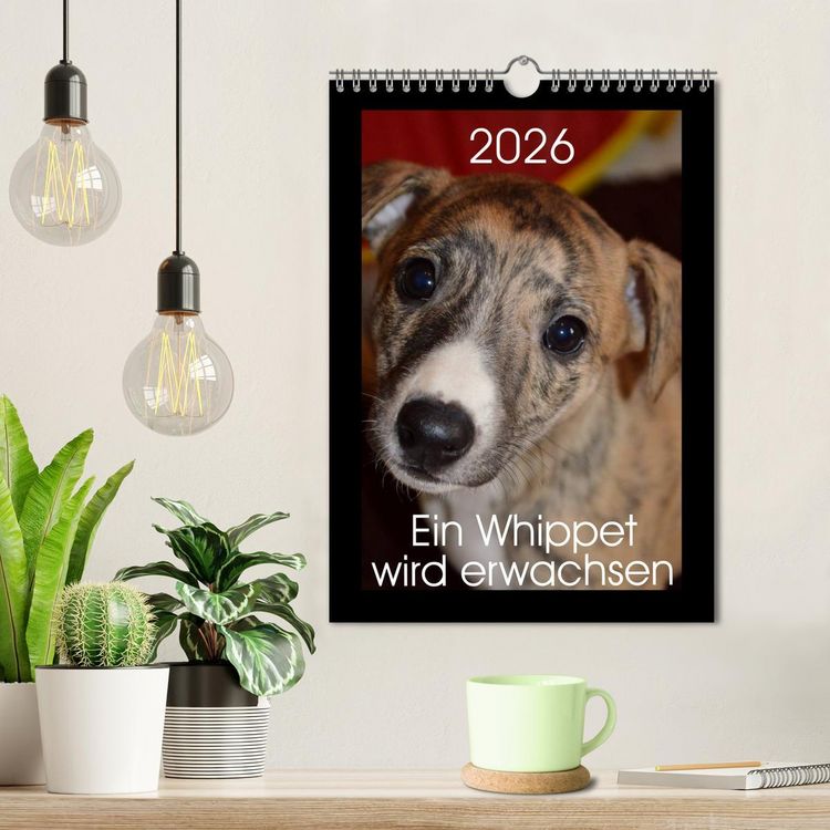 Produktbild: Ein Whippet wird erwachsen (Wandkalender 2026 DIN A4 hoch), CALVENDO Monatskalender