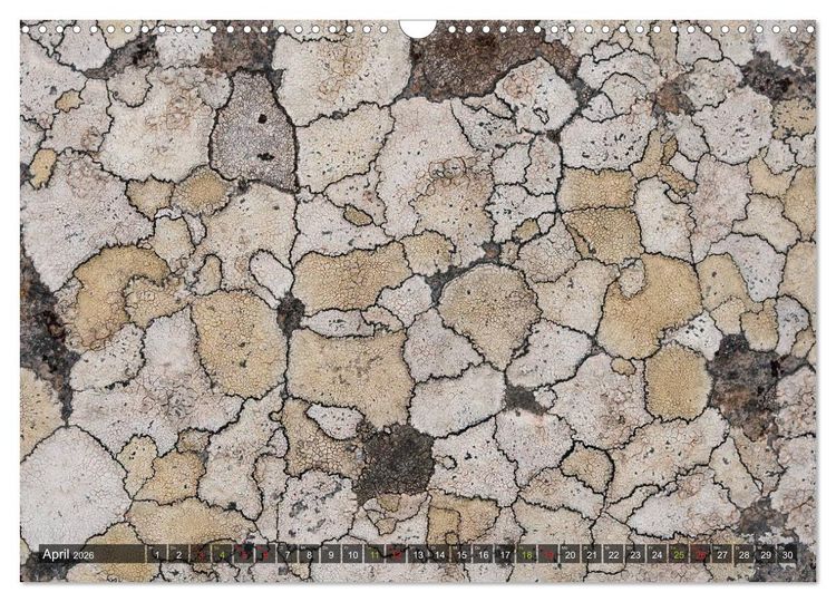 Produktbild: Krustenflechten - Pioniere auf Fels (Wandkalender 2026 DIN A3 quer), CALVENDO Monatskalender