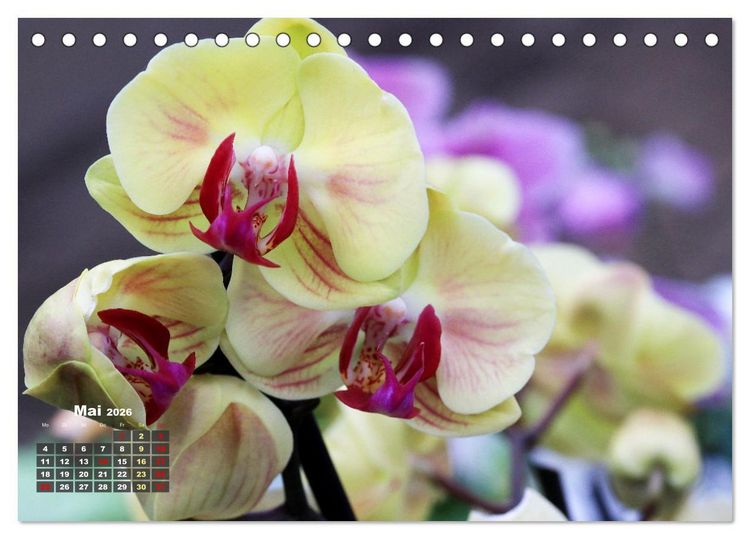 Produktbild: Pr&auml;chtige Orchideen (Tischkalender 2026 DIN A5 quer), CALVENDO Monatskalender