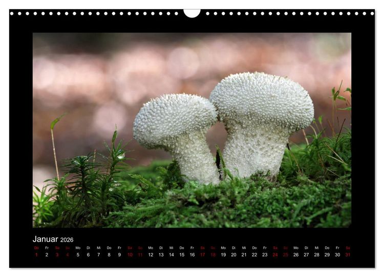 Produktbild: Pilzgalerie - Heimische Pilze aus der Region Rheinland-Pfalz (Wandkalender 2026 DIN A3 quer), CALVENDO Monatskalender