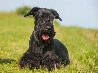 Produktbild: CALVENDO Puzzle Riesenschnauzer liegt im Gras | 1000 Teile Lege-Gr&ouml;&szlig;e 64x48cm Foto-Puzzle f&uuml;r gl&uuml;ckliche Stunden