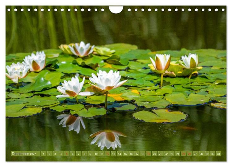 Produktbild: Zauberhafte Seerosen (Wandkalender 2027 DIN A4 quer), CALVENDO Monatskalender