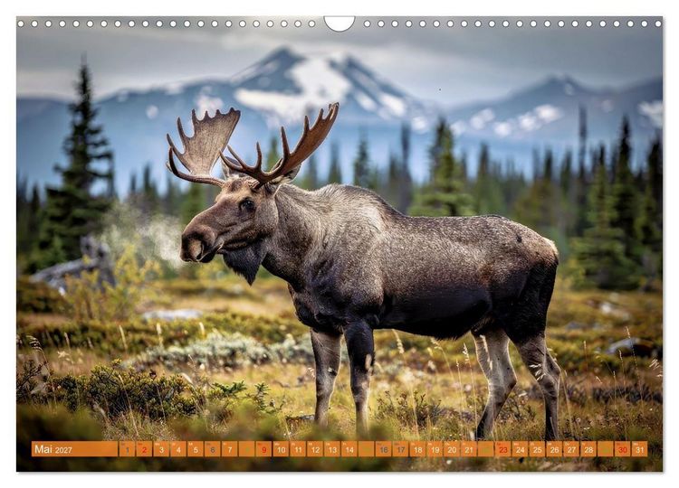 Produktbild: Elche und B&auml;ren in Alaska (Wandkalender 2027 DIN A3 quer), CALVENDO Monatskalender