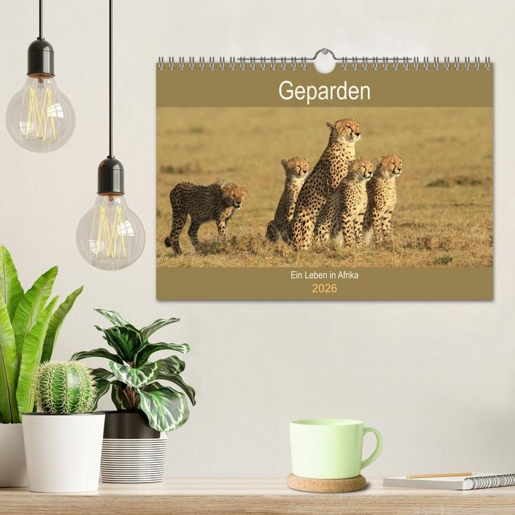Produktbild: Geparden - Ein Leben in Afrika (Wandkalender 2026 DIN A4 quer), CALVENDO Monatskalender