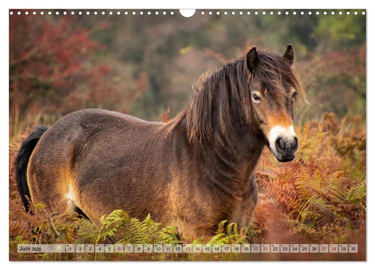Produktbild: Wildperde - die Magie der Natur (Wandkalender 2026 DIN A3 quer), CALVENDO Monatskalender