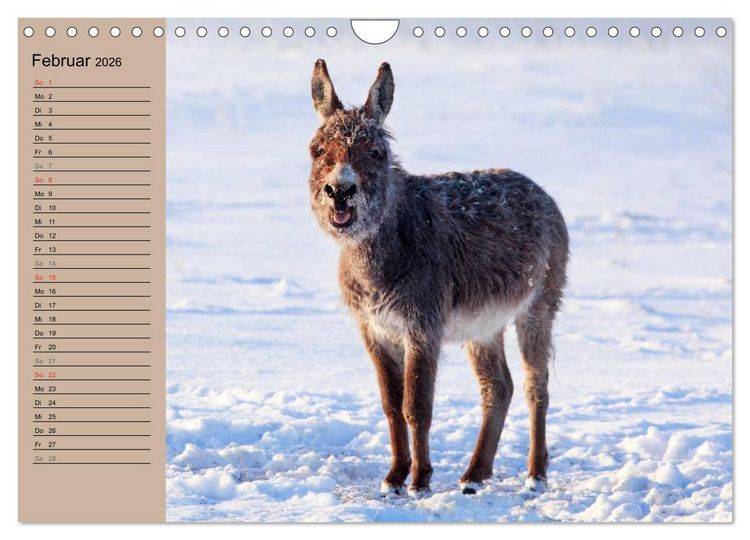 Produktbild: Das Esel-Paradies - Hunde und andere Feunde (Wandkalender 2026 DIN A4 quer), CALVENDO Monatskalender