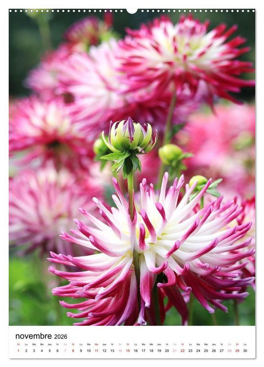 Produktbild: Des beaux dahlias (Calendrier mural 2026 DIN A2 horizontal) calendrier de bureau