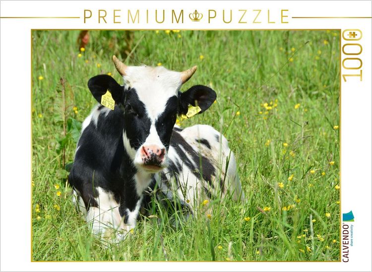 Produktbild: CALVENDO Puzzle Nachwuchs in der Rinderherde | 1000 Teile Lege-Gr&ouml;&szlig;e 64x48cm Foto-Puzzle f&uuml;r gl&uuml;ckliche Stunden