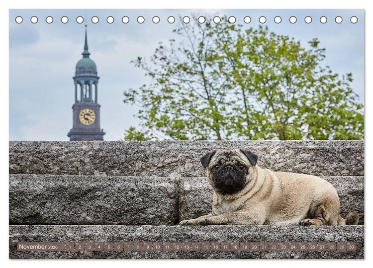 Produktbild: Hamburg - Stadt der M&ouml;pse (Tischkalender 2026 DIN A5 quer), CALVENDO Monatskalender