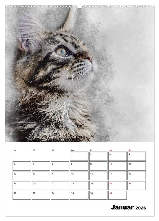 Produktbild: Maine Coon Katzen (Wandkalender 2026 DIN A2 hoch), CALVENDO Monatskalender