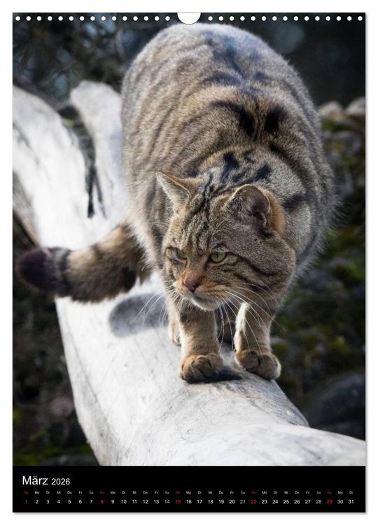 Produktbild: Wildkatzen - scheue J&auml;ger (Wandkalender 2026 DIN A3 hoch), CALVENDO Monatskalender