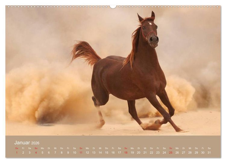 Produktbild: Pferde &bull; Araber im W&uuml;stensand (Wandkalender 2026 DIN A2 quer), CALVENDO Monatskalender