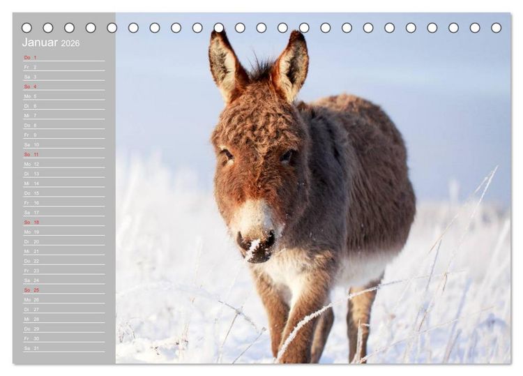 Produktbild: Kleiner Esel. Boldewyn mit seinen Freunden (Tischkalender 2026 DIN A5 quer), CALVENDO Monatskalender