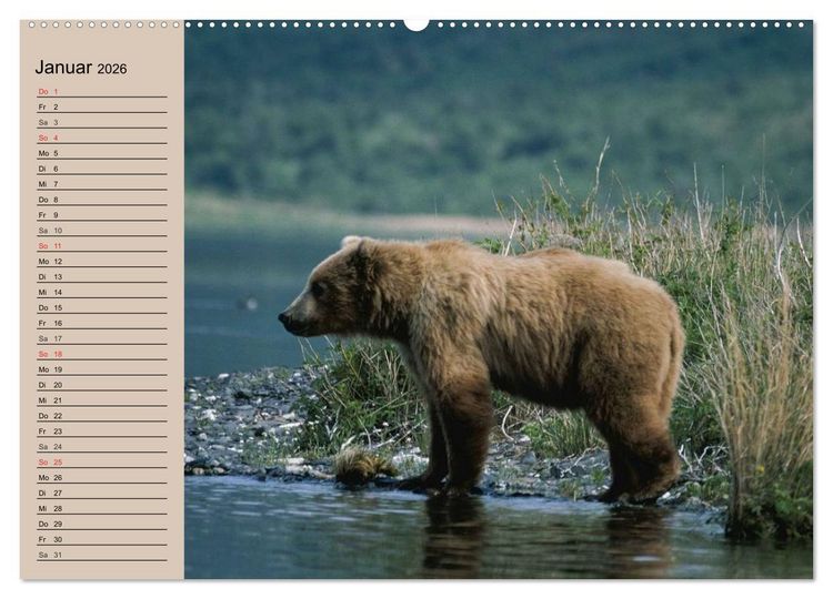 Produktbild: B&auml;ren. Unterwegs mit Meister Petz (Wandkalender 2026 DIN A2 quer), CALVENDO Monatskalender