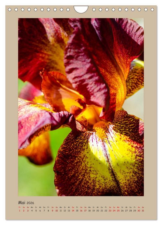 Produktbild: Zauberhafte Iris (Wandkalender 2026 DIN A4 hoch), CALVENDO Monatskalender