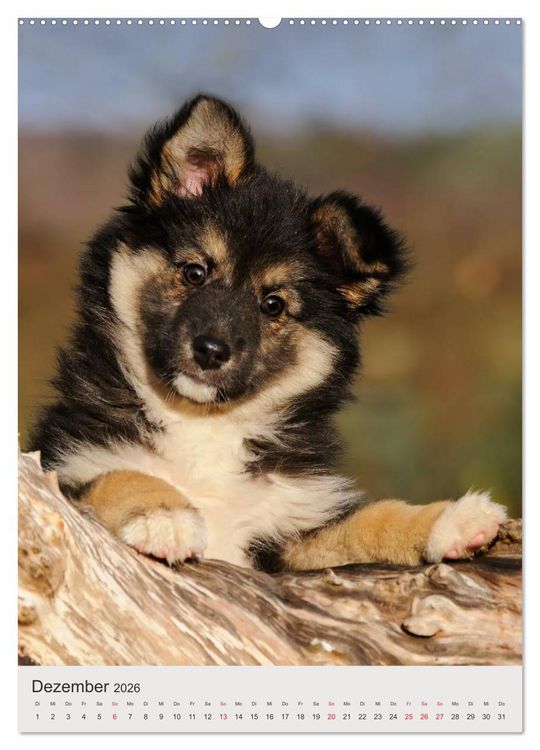 Produktbild: Hundewelpen (hochwertiger Premium Wandkalender 2026 DIN A2 hoch), Kunstdruck in Hochglanz