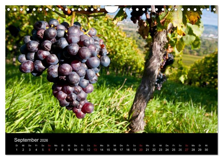 Produktbild: Weinberge im Remstal (Wandkalender 2026 DIN A4 quer), CALVENDO Monatskalender