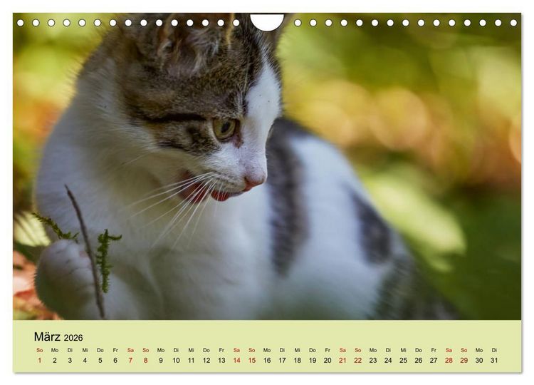 Produktbild: Junge Katzen im Wald (Wandkalender 2026 DIN A4 quer), CALVENDO Monatskalender