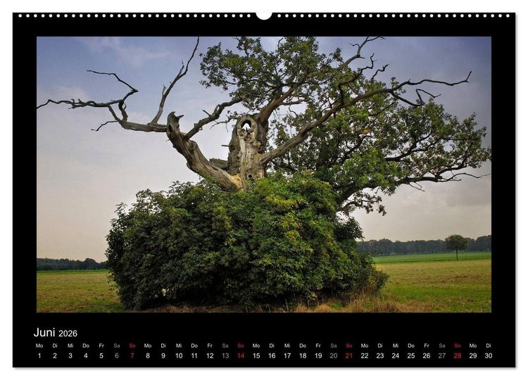 Produktbild: M&auml;rchenhafter Reinhardswald und Urwald Sababurg (hochwertiger Premium Wandkalender 2026 DIN A2 quer), Kunstdruck in Hochglanz