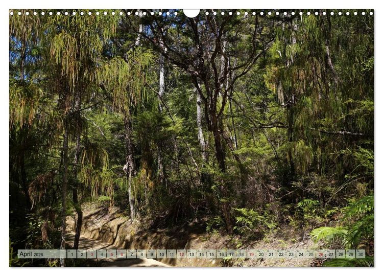 Produktbild: Prim&auml;rwald - Neuseeland (Wandkalender 2026 DIN A3 quer), CALVENDO Monatskalender