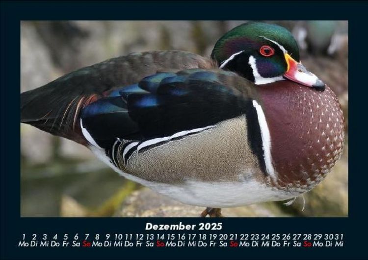 Produktbild: Enten 2025 Fotokalender DIN A5