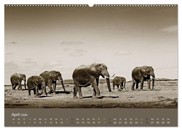 Produktbild: Wildes Afrika (hochwertiger Premium Wandkalender 2026 DIN A2 quer), Kunstdruck in Hochglanz
