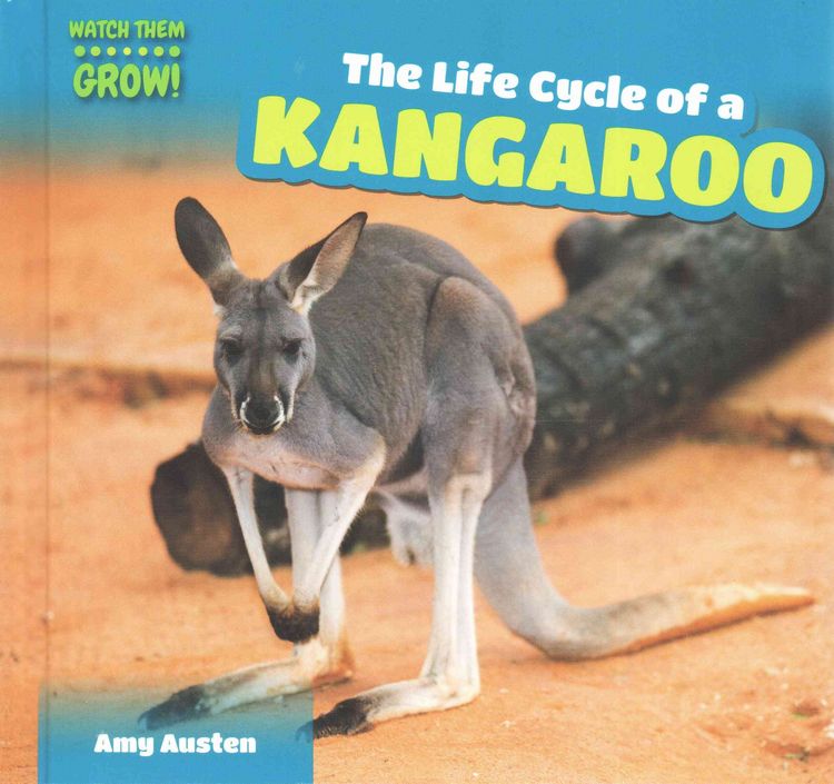 Produktbild: Life Cycle Of a Kangaroo