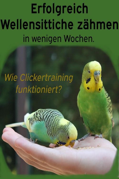 Produktbild: Erfolgreich Wellensittiche z&auml;hmen in wenigen Wochen. Wie funktioniert Clickertraining mit Wellensittichen?