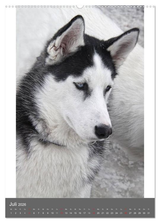 Produktbild: Huskies - Portraits im Schnee (hochwertiger Premium Wandkalender 2026 DIN A2 hoch), Kunstdruck in Hochglanz